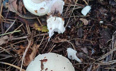 В Таценках нашли необычные шампиньоны с зеленоватым оттенком