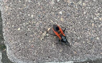 В Киеве ребенка укусил редкий хищный клоп