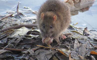 "Жирненький и хитрый": крыса на Вырлице стала звездой соцсетей