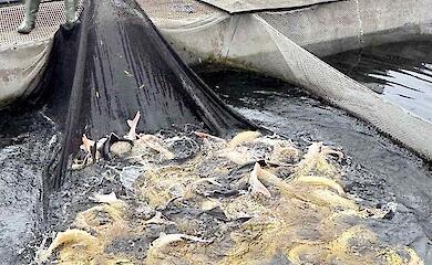 В Обуховском районе успешно работает современное осетровое хозяйство замкнутого цикла