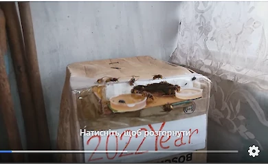 Мужчина, разводящий шершней на балконе, рассказал о своем хобби