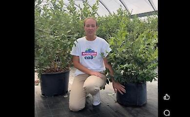 Компания из Обуховщины запустила выращивание голубики на гидропонике