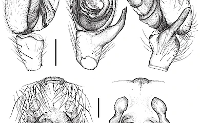В Обуховском районе нашли чрезвычайно редкого паука