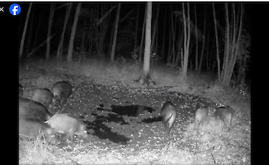 У Київській області фотопастка зафіксувала стадо з 11 кабанів