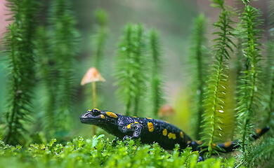 Натуралист запечатлел саламандру в ее естественной среде обитания