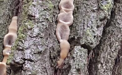 Натуралисты обсуждают лечебные свойства гриба с Бучанщины