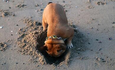 Почему собаки прячут еду и игрушки: наука объясняет инстинкт "запасания"