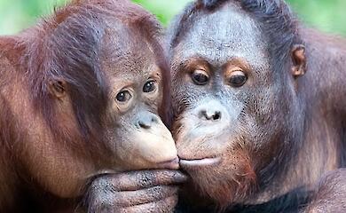 Оксфордские ученые заявили, что поцелуи возникли еще до появления человечества