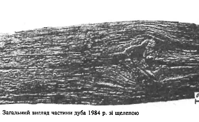 "Перунові дуби": історія однієї оригінальної гіпотези