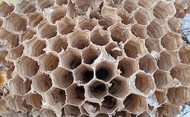 Лісова знахідка біля поваленої берези спричинила суперечку в мережі