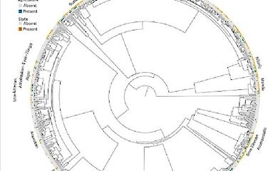 Чому перші держави з'явилися там, де вирощували зерно: і чому в Україні цього не сталося