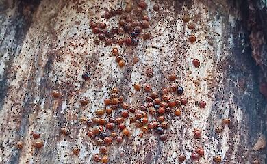 У Чорнобильському заповіднику помітили скупчення сонечок