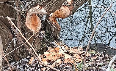 Нічні лісоруби: сліди бобрів виявили там, де їх ніколи не було