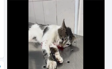 В Василькове на пешеходном переходе сбили кота: он в тяжелом состоянии