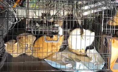 "Освенцим для животных": зоозащитники рассказали о трагедии на Обуховщине