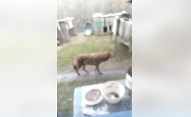 В Обуховском районе заметили волков: жителей призывают к осторожности