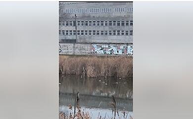 Орнитологи объяснили, почему лебеди остались на озере возле Обухова