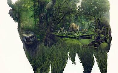 Печерні малюнки і ДНК пояснили походження європейського бізона