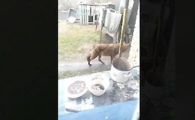 В Обуховском районе зафиксировали волка с бешенством: он покусал нескольких домашних животных