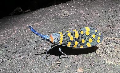 Наука ускоряет открытия: ежегодно описывают более 16 тысяч новых видов