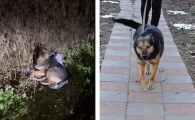 На Обуховщине нашли пса, которого искали с августа