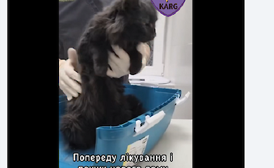 У багатоповерхівці на Бориспільській врятували кішку, що застрягла у вентиляції