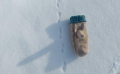 Неизвестный гость из реки: в сети обсуждают следы животного на Волыни