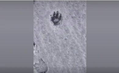 Под Белой Церковью на льду реки заметили загадочные следы на льду реки