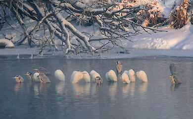 Чаплі не відлетіли: у Житомирській області спостерігають рідкісну зимову картину