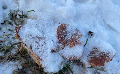 Грибы на снегу: необычную зимнюю находку зафиксировали возле Обухова