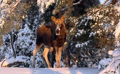 Улицы Припяти и окрестности Чернобыля все чаще посещают лоси