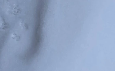 Загадочные следы в саду: пользователи сети помогли определить животное