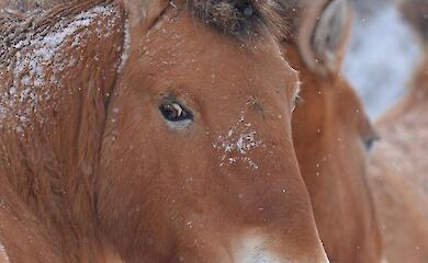 Коні Пржевальського віщують весну не гірше за бабаків