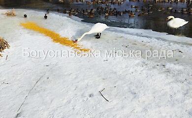 В Богуславе спасли лебедей, которые примерзли ко льду на Роси