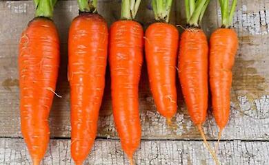 Хотите урожай моркови, которому позавидуют соседи? Выбирайте &laquo;Фазенда&raquo; &mdash; 288 профессиональных сортов