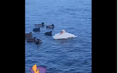 В Украинке помогли лебедице, пострадавшей от резкого похолодания