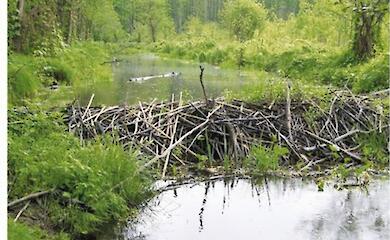 Бобри на Красній і пташники в Обухові