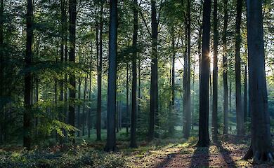 Государству вернули 24 гектара леса возле Обухова: забрали у Медведчука