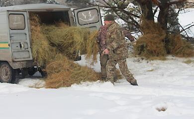 В Чернобыльском биосферном заповеднике помогают копытным пережить морозы