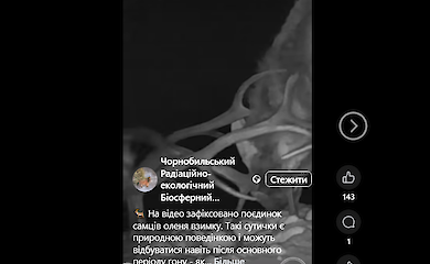 У Чорнобильському заповіднику зафіксували зимовий поєдинок оленів
