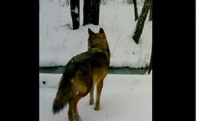 В Чернобыльском заповеднике обитает до 120 волков