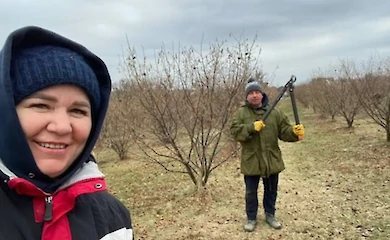 В селе Степок Киевской области создали фундуковый сад на 170 деревьев