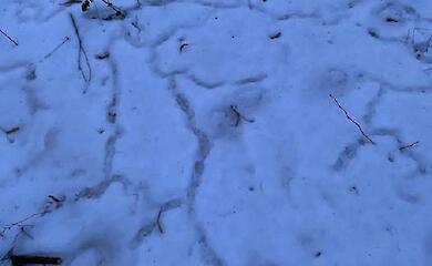 В Боярке таяние снега обнажило мышиные тоннели