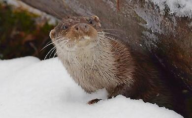 Видра річкова: інтелект, азарт і життя у воді