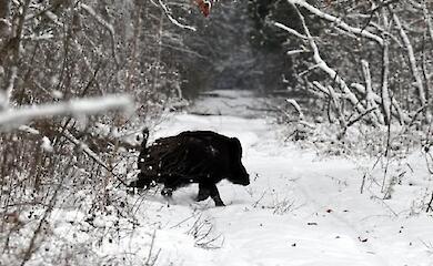В Чернобыльском заповеднике объяснили, как действовать при встрече с диким кабаном