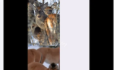 Олени, лошади Пржевальского и орланы: результаты зимнего мониторинга в зоне отчуждения