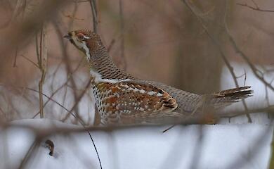В Чернобыльском заповеднике заметили редкого орябка
