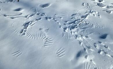 Следы на снегу в Киеве вызвали оживленную дискуссию в сети
