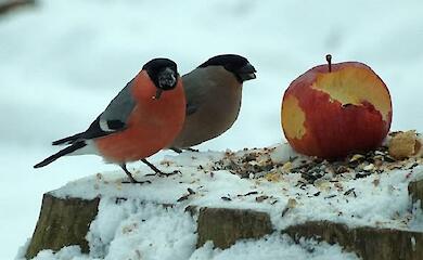 В Боярке возле импровизированной кормушки зафиксировали пару снегирей