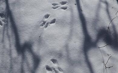 В Самаре выяснили, кому принадлежат загадочные следы на снегу